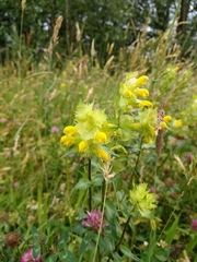Rhinanthus alectorolophus