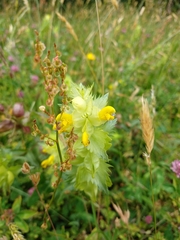 Rhinanthus alectorolophus