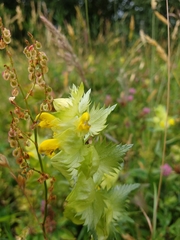Rhinanthus alectorolophus