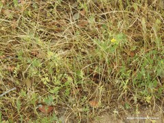 Ornithopus compressus