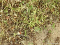 Ornithopus compressus