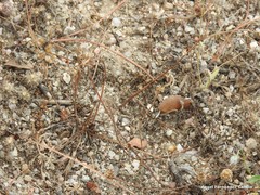 Medicago polyceratia