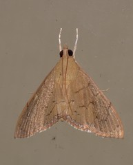 Hyalobathra crenulata