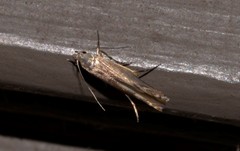 Thiotricha atractodes