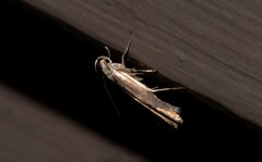 Thiotricha atractodes