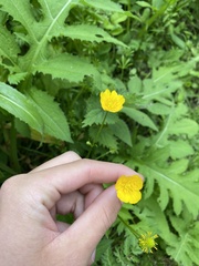 Ranunculus