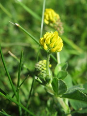 Medicago lupulina