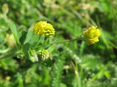 Medicago lupulina