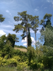 Pinus nigra salzmannii