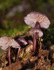 Mycena kurramulla