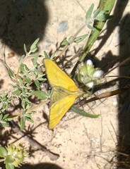 Mecyna lutealis
