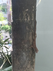 Anolis cristatellus