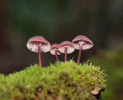 Mycena kurramulla