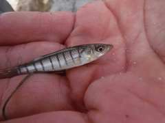 Fundulus similis