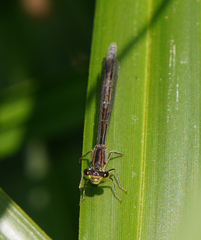 Ischnura denticollis