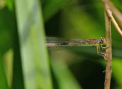 Ischnura denticollis