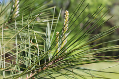 Pinus taeda