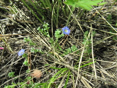 Gentiana squarrosa