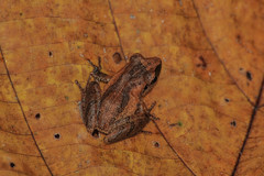 Pseudophilautus