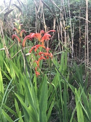 Chasmanthe aethiopica