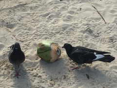 Columba livia domestica