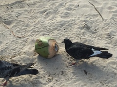 Columba livia domestica