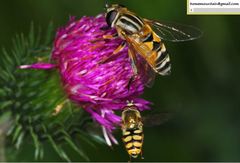 Helophilus continuus