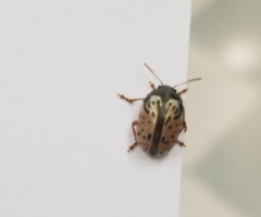 Calligrapha philadelphica