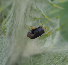 Geocoris erythrocephalus
