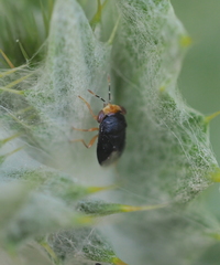 Geocoris erythrocephalus