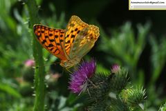 Argynnis vorax