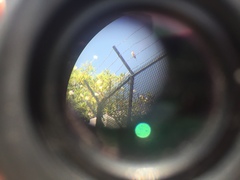 Tyrannus dominicensis