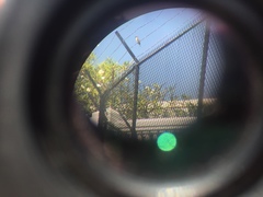 Tyrannus dominicensis