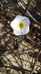 Oxalis adspersa