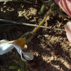 Oxalis adspersa