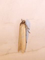 Holcocera immaculella