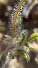 Oxalis adspersa
