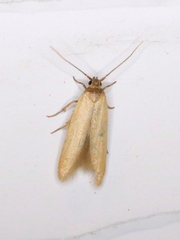 Holcocera immaculella