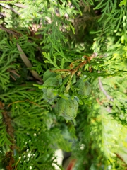 Cupressaceae