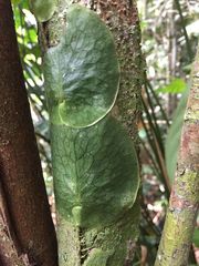 Dendroconche linguiforme