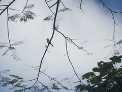 Myiarchus antillarum