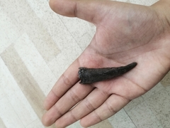 Mammalia