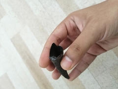 Mammalia