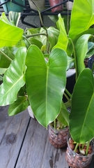 Philodendron burle-marxii