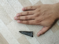 Mammalia