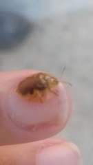 Eurypepla brevilineata