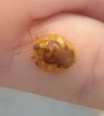 Eurypepla brevilineata