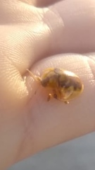 Eurypepla brevilineata