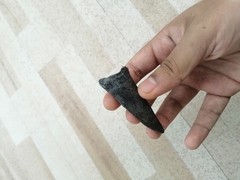 Mammalia