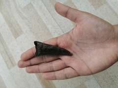 Mammalia